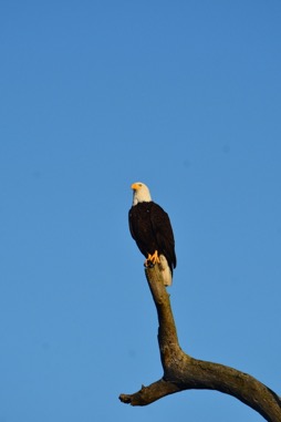 baldeagle